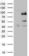  antibody, TA806009S, Origene, Western Blot image 