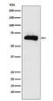 Drp3 antibody, M05960, Boster Biological Technology, Western Blot image 