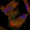 Apical Junction Component 1 Homolog antibody, HPA021200, Atlas Antibodies, Immunofluorescence image 