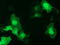 Growth arrest-specific protein 7 antibody, M06548, Boster Biological Technology, Immunofluorescence image 