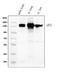 APN antibody, M02591-5, Boster Biological Technology, Western Blot image 