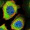 Protein phosphatase 1L antibody, NBP1-87247, Novus Biologicals, Immunocytochemistry image 