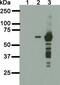 BirA antibody, NBP2-59938, Novus Biologicals, Western Blot image 