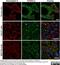 Desmoglein 3 antibody, MCA2273T, Bio-Rad (formerly AbD Serotec) , Immunohistochemistry frozen image 