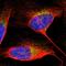 Programmed Cell Death 6 Interacting Protein antibody, HPA011905, Atlas Antibodies, Immunofluorescence image 