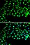 Cilia And Flagella Associated Protein 20 antibody, LS-C346388, Lifespan Biosciences, Immunofluorescence image 