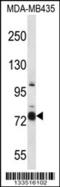 Cas Scaffold Protein Family Member 4 antibody, 57-091, ProSci, Western Blot image 