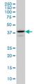 E2F Transcription Factor 4 antibody, H00001874-M01, Novus Biologicals, Western Blot image 