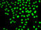 DNA polymerase delta subunit 3 antibody, LS-C346302, Lifespan Biosciences, Immunofluorescence image 