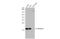 BCL2 Like 10 antibody, GTX111872, GeneTex, Western Blot image 