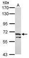 Arginyltransferase 1 antibody, PA5-30429, Invitrogen Antibodies, Western Blot image 