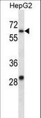 Potassium voltage-gated channel subfamily C member 1 antibody, LS-C165412, Lifespan Biosciences, Western Blot image 