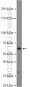Fasciculation And Elongation Protein Zeta 1 antibody, 12100-1-AP, Proteintech Group, Western Blot image 