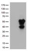 CD27 Molecule antibody, CF812363, Origene, Western Blot image 