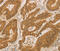 Proteasome Subunit Beta 7 antibody, MBS2518905, MyBioSource, Immunohistochemistry frozen image 