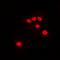 DNA polymerase zeta catalytic subunit antibody, orb315685, Biorbyt, Immunofluorescence image 