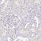 KDAP antibody, PA5-64121, Invitrogen Antibodies, Immunohistochemistry paraffin image 