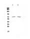 Histone deacetylase 10 antibody, PA5-79350, Invitrogen Antibodies, Western Blot image 
