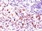 BCL2 Like 1 antibody, M00181, Boster Biological Technology, Immunohistochemistry frozen image 