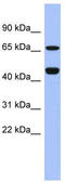 Zinc Finger Protein 713 antibody, TA345627, Origene, Western Blot image 