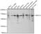 Structural Maintenance Of Chromosomes 1A antibody, 22-627, ProSci, Western Blot image 