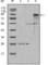 Myeloperoxidase antibody, abx011219, Abbexa, Western Blot image 