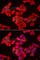 Small muscular protein antibody, A6744, ABclonal Technology, Immunofluorescence image 