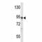 Interleukin 17 Receptor D antibody, F51826-0.4ML, NSJ Bioreagents, Western Blot image 