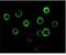Bruton Tyrosine Kinase antibody, MA5-15337, Invitrogen Antibodies, Immunofluorescence image 