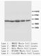 Fos Proto-Oncogene, AP-1 Transcription Factor Subunit antibody, AP23413PU-N, Origene, Western Blot image 