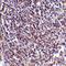 Cell death regulator Aven antibody, orb74443, Biorbyt, Immunohistochemistry paraffin image 