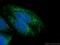 Protein Kinase AMP-Activated Catalytic Subunit Alpha 1 antibody, 10929-2-AP, Proteintech Group, Immunofluorescence image 