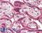 Malectin antibody, LS-A9848, Lifespan Biosciences, Immunohistochemistry paraffin image 