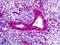 Oligodendrocyte Transcription Factor 1 antibody, LS-B4806, Lifespan Biosciences, Immunohistochemistry paraffin image 