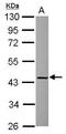 RAD51-associated protein 1 antibody, PA5-30395, Invitrogen Antibodies, Western Blot image 