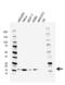 Peptidyl-prolyl cis-trans isomerase A antibody, VMA00535, Bio-Rad (formerly AbD Serotec) , Western Blot image 