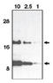C-C Motif Chemokine Ligand 11 antibody, AP05104PU-N, Origene, Western Blot image 