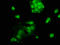 Upstream stimulatory factor 2 antibody, LS-C672690, Lifespan Biosciences, Immunofluorescence image 