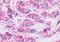 Free fatty acid receptor 3 antibody, MBS247730, MyBioSource, Immunohistochemistry paraffin image 