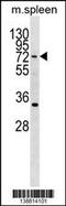 Hypermethylated in cancer 2 protein antibody, 59-971, ProSci, Western Blot image 