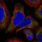 ER Membrane Protein Complex Subunit 8 antibody, NBP2-13864, Novus Biologicals, Immunofluorescence image 
