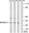 Ribosomal Protein S4 Y-Linked 1 antibody, abx014104, Abbexa, Western Blot image 