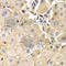Kallikrein B1 antibody, A5318, ABclonal Technology, Immunohistochemistry paraffin image 
