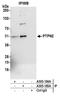 PTPN2 antibody, A305-185A, Bethyl Labs, Immunoprecipitation image 
