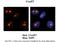 Chromatin Target Of PRMT1 antibody, A07770, Boster Biological Technology, Immunohistochemistry paraffin image 