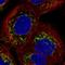 Solute Carrier Family 25 Member 24 antibody, HPA063636, Atlas Antibodies, Immunocytochemistry image 