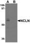 Nicalin antibody, PA5-34356, Invitrogen Antibodies, Western Blot image 