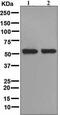 Dimethylaniline monooxygenase [N-oxide-forming] 3 antibody, ab126711, Abcam, Western Blot image 