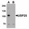 Ubiquitin Specific Peptidase 25 antibody, MBS153409, MyBioSource, Western Blot image 