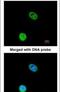 Eukaryotic translation initiation factor 5A-1 antibody, PA5-29204, Invitrogen Antibodies, Immunofluorescence image 